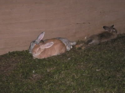 rabbits2 2 - Show us your Photography skills!