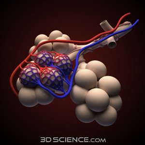 3D Model Anat Alveoli2 web 1 - Question of the Month