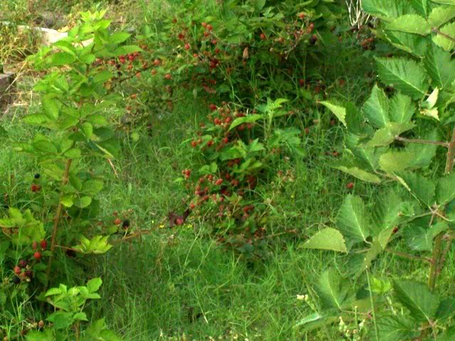 Blackberries 1 - How does your garden grow?