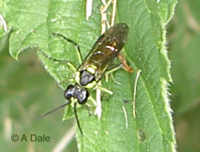 GrnLeg20Sawfly 1 - How does your garden grow?