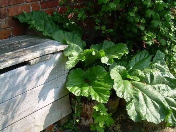 rhubarb 1 - How does your garden grow?