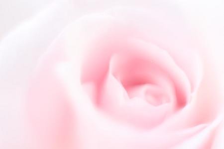 pinkrose 1 - --> JσℓιєFℓєυя Thread <--