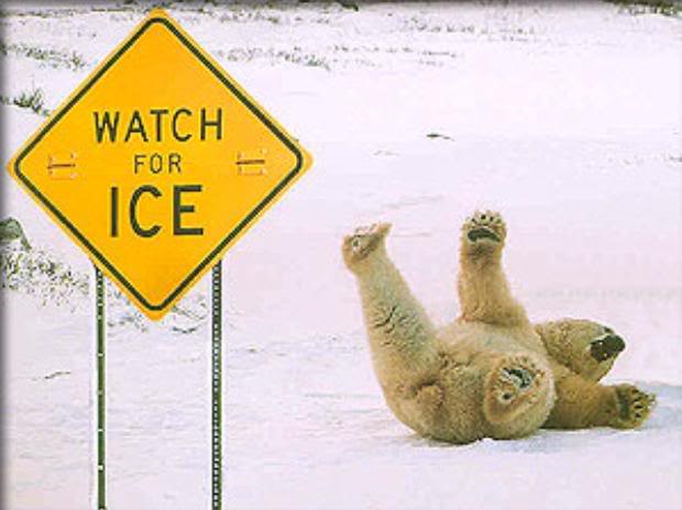 sliding polar bear 1 - Foto jokes