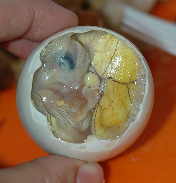 576pxInside a Balut  Embryo and Yolk 1 - Creation of a Chick, Allaahu Akbar!